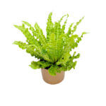 Asplenium Crispy Wave Gold 2
