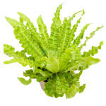 Asplenium Crispy Wave Gold 3