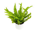 Asplenium Crispy Wave White 2