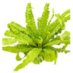 Asplenium Crispy Wave White 3