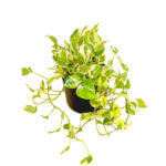 Epipremnum Aureum and Joy
