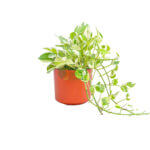 Epipremnum Aureum and Joy