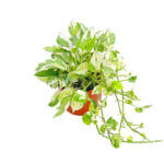 Epipremnum Aureum and Joy