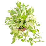 Epipremnum Aureum and Joy