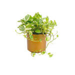 Epipremnum Aureum and Joy