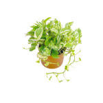 Epipremnum Aureum and Joy