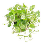 Epipremnum Aureum and Joy