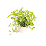 Epipremnum Aureum and Joy