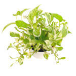 Epipremnum Aureum and Joy