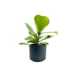 Ficus Lyrata Black 1