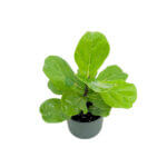 Ficus Lyrata Black 2
