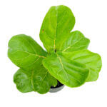 Ficus Lyrata Black 3