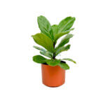 Ficus Lyrata Copper 1