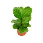 Ficus Lyrata Copper 2