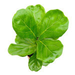 Ficus Lyrata Copper 3