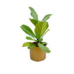 Ficus Lyrata Gold 1