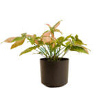 Syngonium Tricolor Black 1