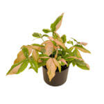 Syngonium Tricolor Black 2