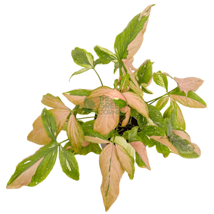 Syngonium Tricolor Black 3