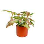 Syngonium Tricolor Copper 1