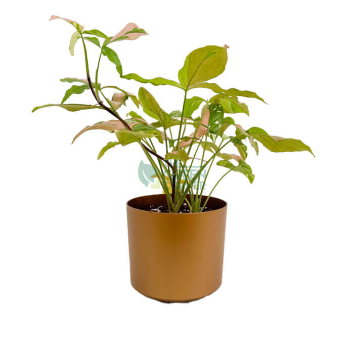 Syngonium Tricolor Gold 1
