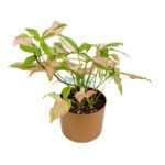 Syngonium Tricolor Gold 2