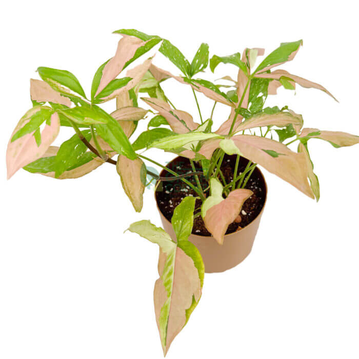 Syngonium Tricolor Gold 3