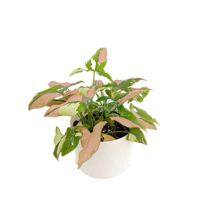 Syngonium Tricolor White 2