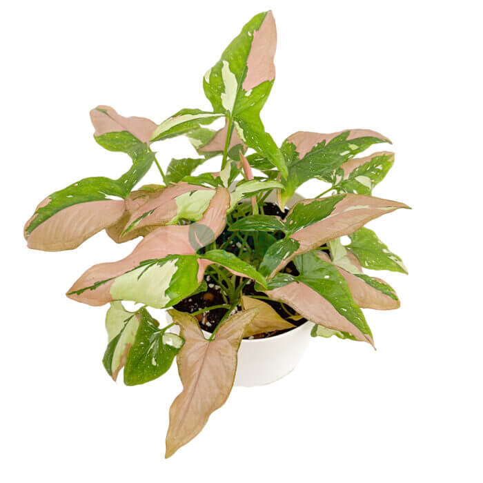 Syngonium Tricolor White 3