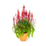 Plume Celosia