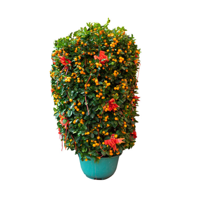 Four Season Kumquat 四季桔 - Image 1
