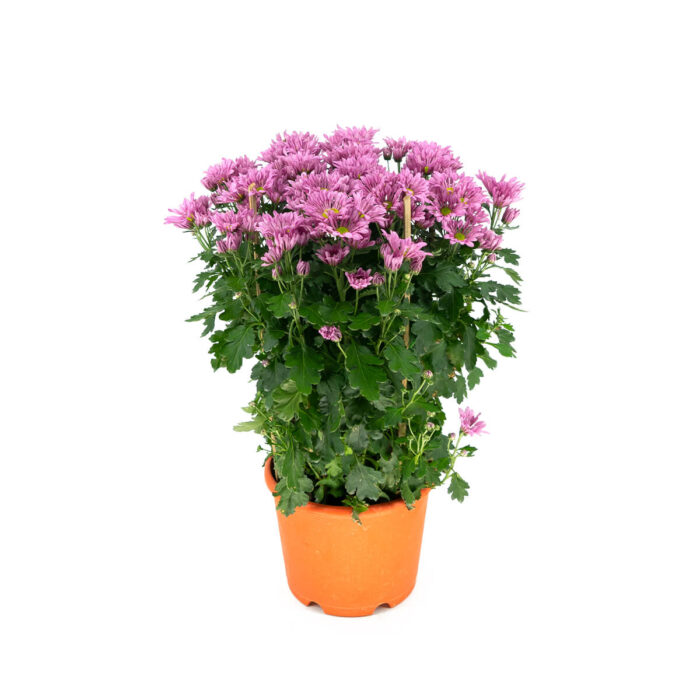 Chrysanthemum in Pink/Yellow/Purple - Image 1