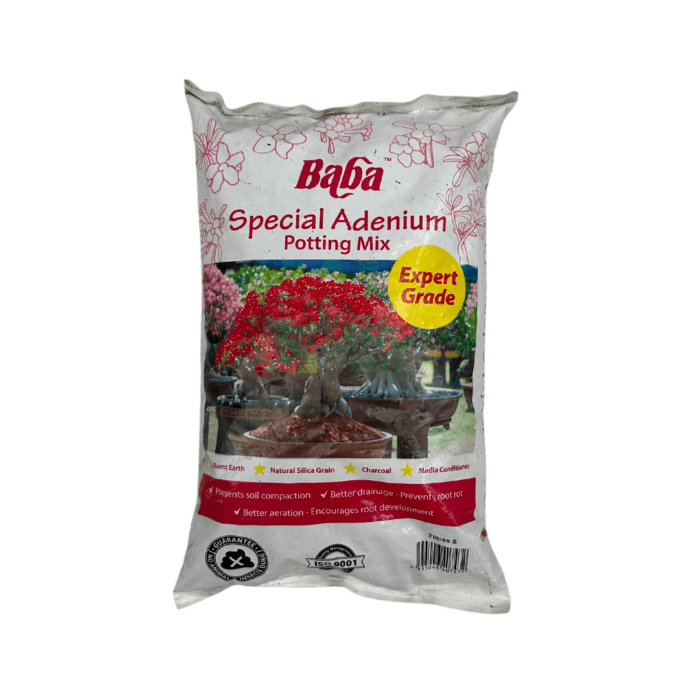 Template Baba Special Adenium 7L - Image 1