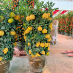 Big Mandarin Orange