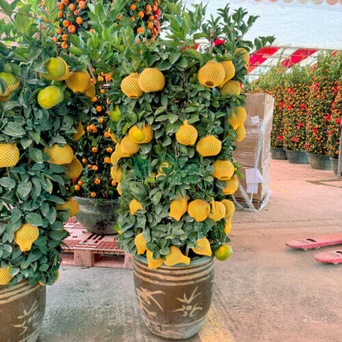 Big Mandarin Orange