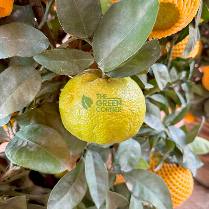 Big Mandarin Orange - Image 4