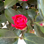 Camellia - Image 2