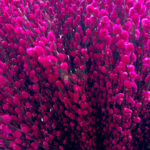 Coloured Pussy Willow (Bundle of 10) - Image 8