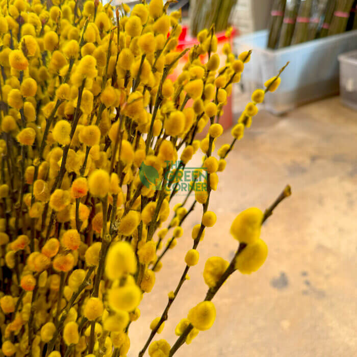 Coloured Pussy Willow (Bundle of 10) - Image 6