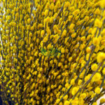 Coloured Pussy Willow (Bundle of 10) - Image 5