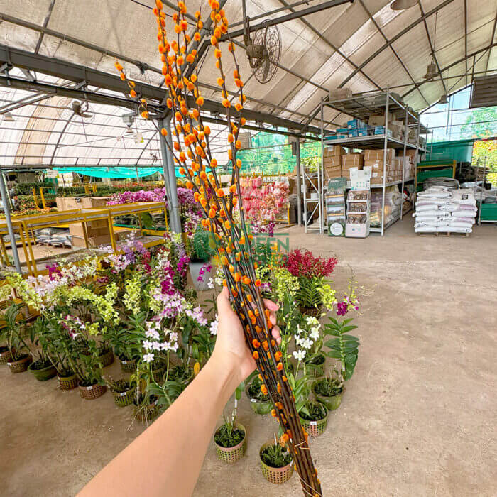 Coloured Pussy Willow (Bundle of 10) - Image 4