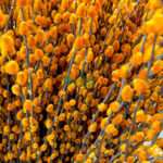 Coloured Pussy Willow (Bundle of 10)