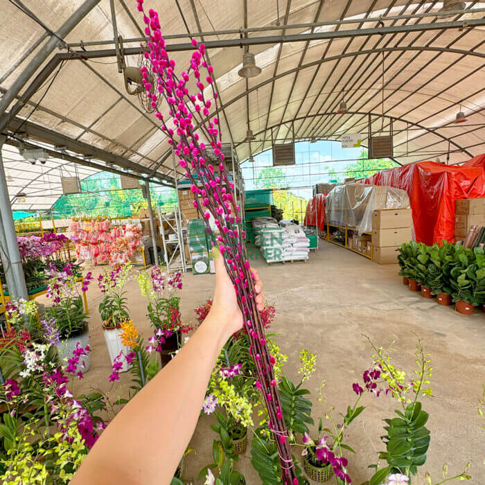 Coloured Pussy Willow (Bundle of 10) - Image 10