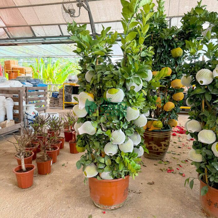 Big Mandarin Orange - Image 3