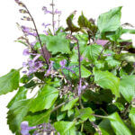 Ajuga Reptans - Image 2