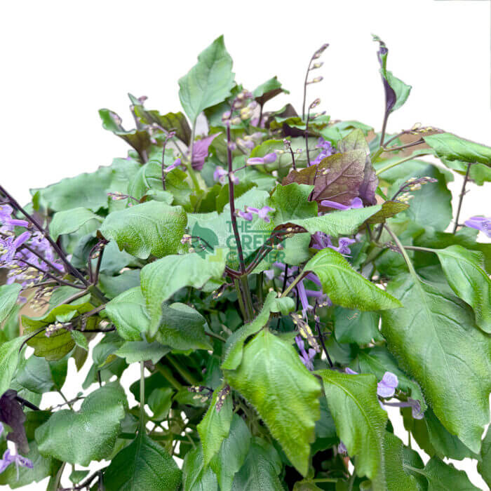 Ajuga Reptans - Image 3