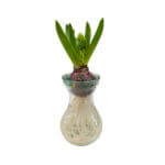 Hyacinth (Hydroponic)