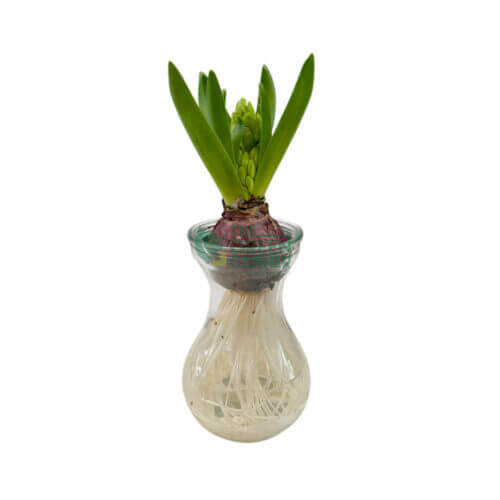 Hyacinth (Hydroponic)