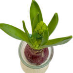 Hyacinth (Hydroponic) - Image 3