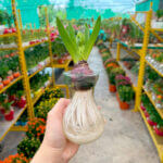 Hyacinth (Hydroponic) - Image 4